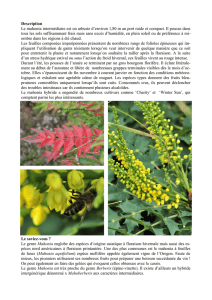 Description Le mahonia intermédiaire est un arbuste d`environ 1,80