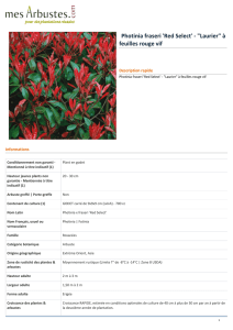 Photinia fraseri `Red Select` - "Laurier" à feuilles