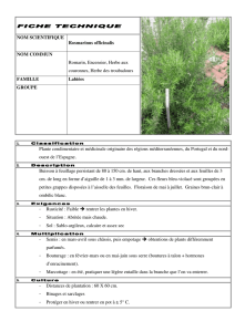 NOM SCIENTIFIQUE Rosmarinus officinalis NOM COMMUN