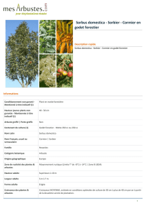 Sorbus domestica - Sorbier - Cormier en godet forestier