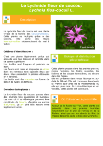 Le Lychnide fleur de coucou, Lychnis flos