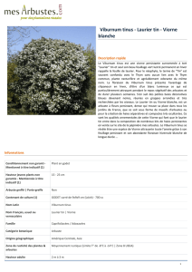 Viburnum tinus - Laurier tin