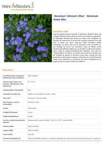 Geranium `Johnson`s Blue` - Géranium vivace bleu