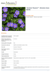 Geranium `Rozanne`® - Géranium vivace hybride