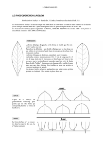 Le Rhododendron lindleyi. Etude et photo couleur.