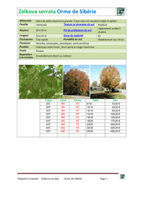 Zelkova serrata - Catalogue Pépinière Guy Lemaire et fils