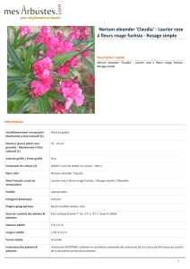 Nerium oleander `Claudia` - Laurier rose à fleurs