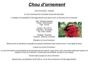 Chou d`ornement