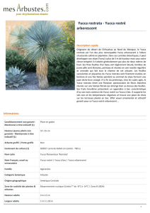 Yucca rostrata - Yucca rostré arborescent