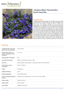 Lithodora diffusa `Heavenly Blue` - Gremil vivace bleu