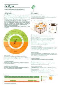 Le thym - Gustaterrium
