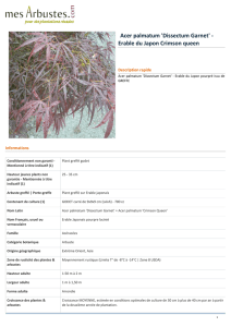 Acer palmatum `Dissectum Garnet` - Erable du Japon