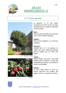 L`If (Taxus baccata)
