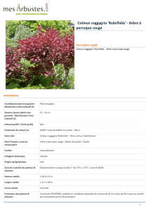 Cotinus coggygria `Rubrifolia` - Arbre à perruque rouge