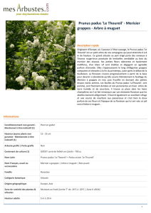 Prunus padus `Le Thoureil` - Merisier grappes