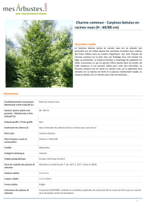 Charme commun - Carpinus betulus en racines nues