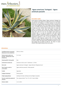 Agave americana `Variegata` - Agave américain