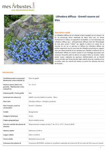 Lithodora diffusa - Gremil couvre-sol bleu
