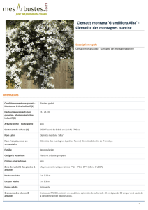 Clematis montana `Grandiflora Alba` - Clématite des