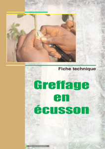 Greffage en écusson