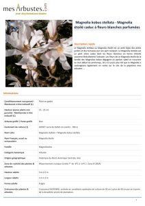 Magnolia kobus stellata - Magnolia étoilé caduc à