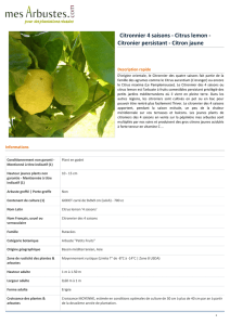 Citronnier 4 saisons - Citrus lemon - Citronier