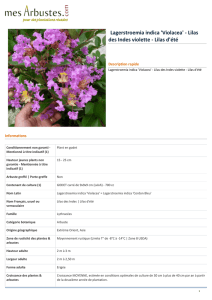 Lagerstroemia indica `Violacea` - Lilas des Indes