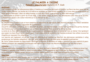 le palmier a ivoire - La Voie des Fleurs