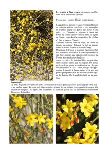 Le jasmin à fleurs nues (Jasminum nudiflo