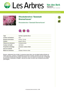 Rhododendron `Seestadt Bremerhaven`
