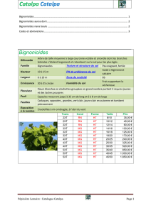 Catalpa Catalpa - Catalogue Pépinière Guy Lemaire et fils