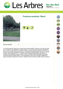 Fraxinus excelsior `Nana`