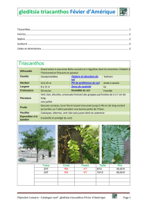 gleditsia triacanthos Févier d`Amérique