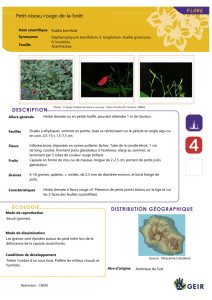 Ruellia_brevifolia - Espèces Invasives Réunion