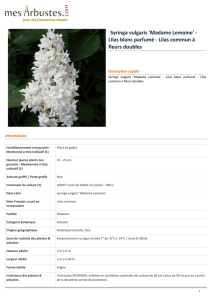 Syringa vulgaris `Madame Lemoine` - Lilas blanc