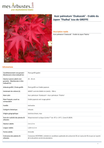 Acer palmatum `Osakazuki` - Erable du Japon `Thaihai`