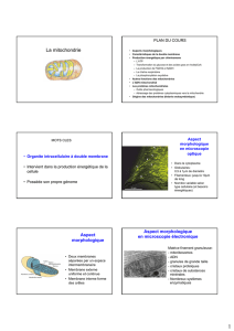 La mitochondrie