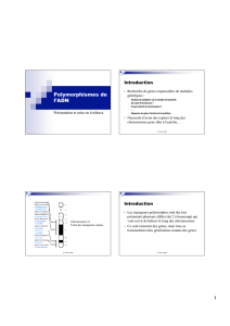 Polymorphismes de l`ADN