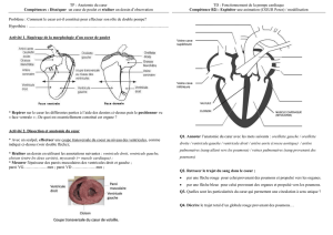 TP : Anatomie du cœur Compétences : Disséquer un