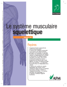 Le système musculaire squelettique