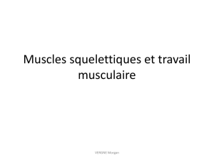Muscles squelettiques et travail musculaire
