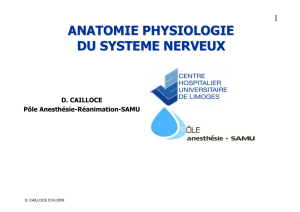 anatomie physiologie du systeme nerveux - E