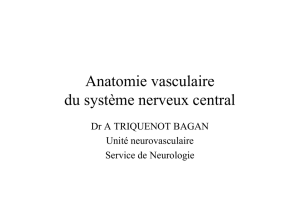 Anatomie vasculaire, Dr Triquenot-Bagan