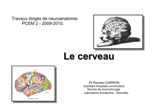 TD neuranat cerveau P2def