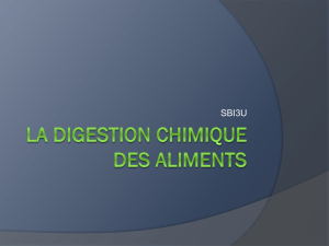 La digestion chimique des aliments