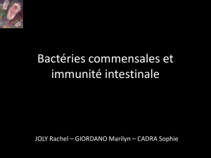 Bactéries commensales et immunité intestinale