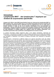 Immunologie Lymphocytes MAIT : des lymphocytes T atypiques qui