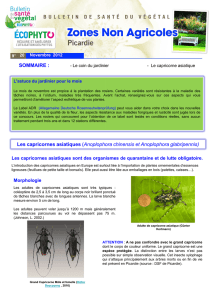 Les capricornes asiatiques - Ecophyto Pro en zones non agricoles