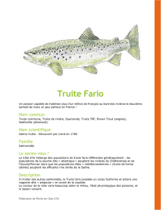 Truite Fario - Fédération de Pêche de Côte-d`Or
