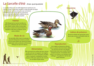 La Sarcelle d`été Anas querquedula